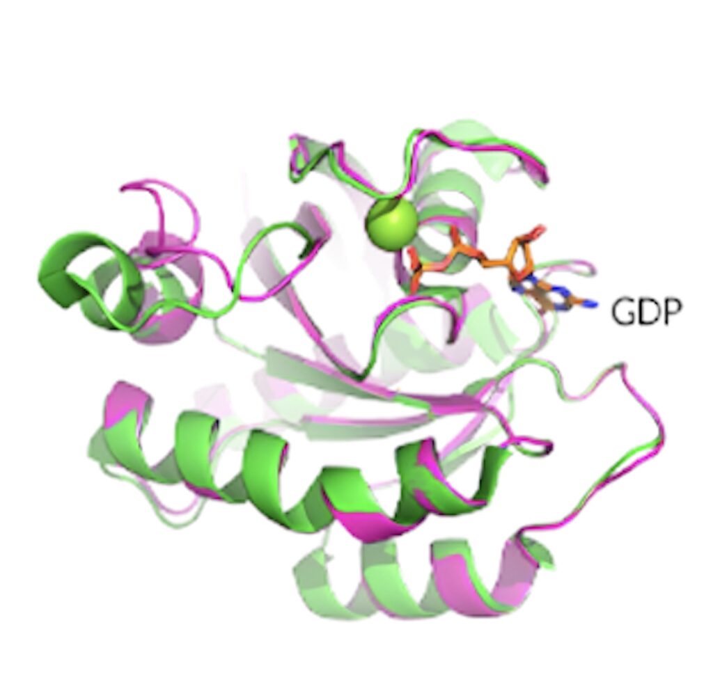 KRAS G12D晶体结构揭示了蛋白质的构象和 GDP 结合状态。.jpeg